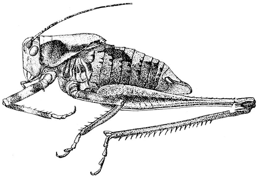 Neduba sierranus (Rehn & Hebard, 1911): Fig. 15. male habitus. (Otu).