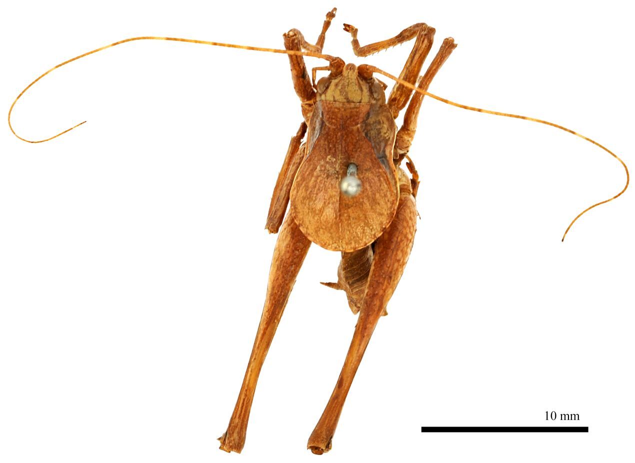 CollectionObject 1475611; d3fbcf90-e1ce-4976-bc4e-fa534415caa8: male, dorsal view (lectotype). (CollectionObject).