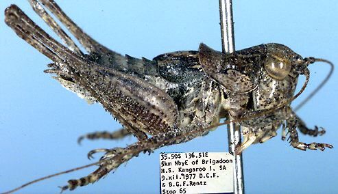 Oligodectes longicercus Rentz, 1985: male (paratype). (Otu).