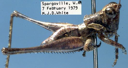 Oligodectes mallee Rentz, 1985: male, lateral view (paratype). (Otu).