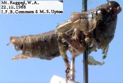 Oligodectes pallens Rentz, 1985: male, lateral view (paratype). (Otu).