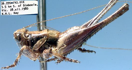 Oligodectoides tindalei Rentz, 1985: male, lateral view (paratype). (Otu).