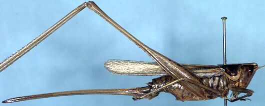 Platyproctidectes keyi Rentz, 1985: female (paratype). (Otu).