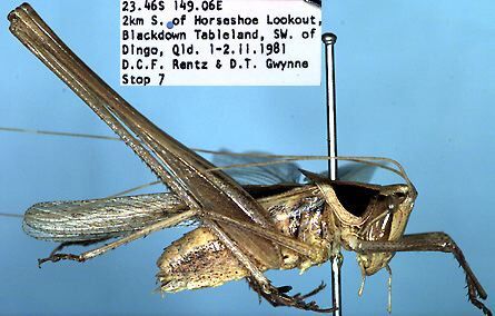 CollectionObject 1504126; 64bc0e82-8c87-4948-9ad3-a0a0708a12b4: male, lateral view (holotype). (CollectionObject).