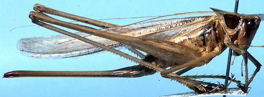 Rhachidorus longipennis Rentz, 1985: female, lateral view (paratype). (Otu).