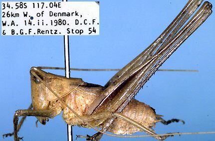 Xederra barbarae Rentz, 1985: male, lateral view (paratype 1). (Otu).