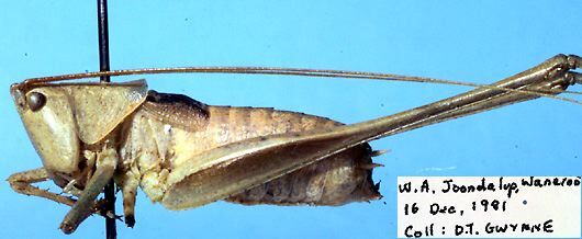 Xederra gwynnei Rentz, 1985: male, lateral view (paratype). (Otu).