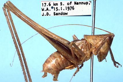 CollectionObject 1504133; ebd6b913-fb8c-4f2f-a68c-2aed0f9e84aa: male, lateral view (holotype). (CollectionObject).