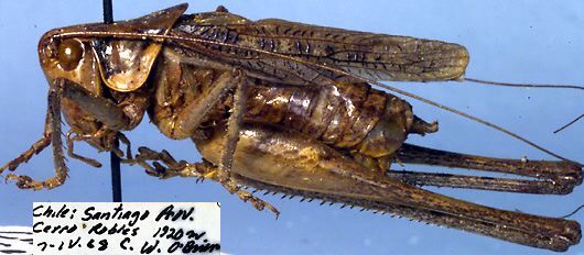 CollectionObject 1504821; 0c4e68af-450f-4451-b8d2-229ddf56e916: male, lateral view (paratype). (CollectionObject).