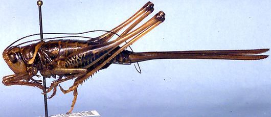 Barraza crybeloplatus (Rentz & Gurney, 1985): female, lateral view (paratype). (Otu).