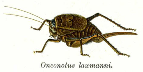 Onconotus laxmanni (Pallas, 1771): Pl. 10. female habitus. (Otu).