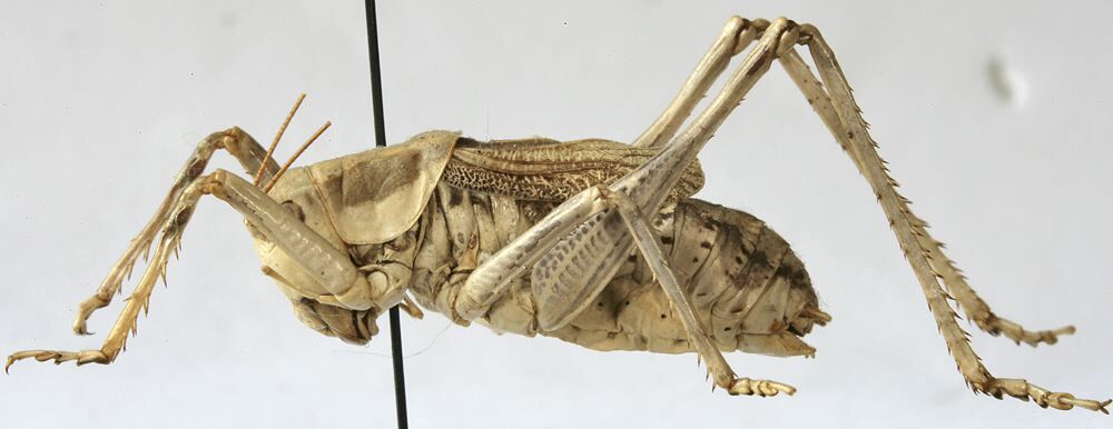 Mongolodectes kaszabi Bazyluk, 1972: male habitus, lateral view (paratype). (Otu).