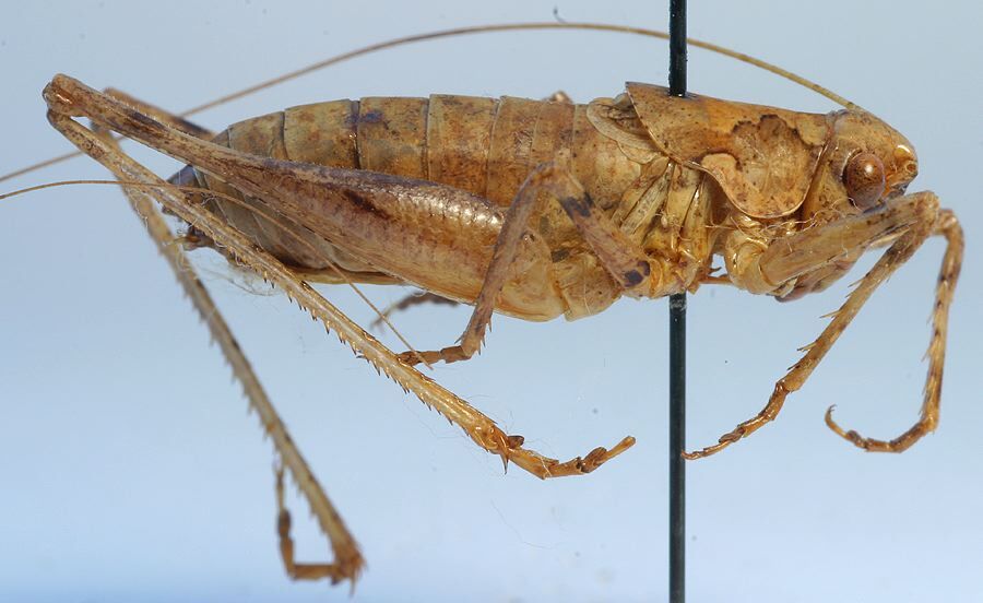 CollectionObject 1583763; baae33be-aa9d-4e7a-8f1d-2b44ce5b9071: male, lateral view (paratype). (CollectionObject).