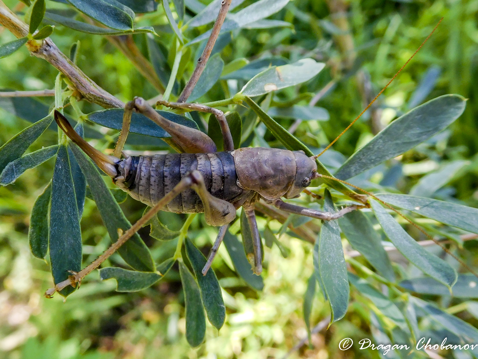CollectionObject 1578712; 4bd61d18-0382-4cd3-b2ef-9ae0ca49fe75: (KZ: Chingilsu gorge N of Kokpek). (CollectionObject).