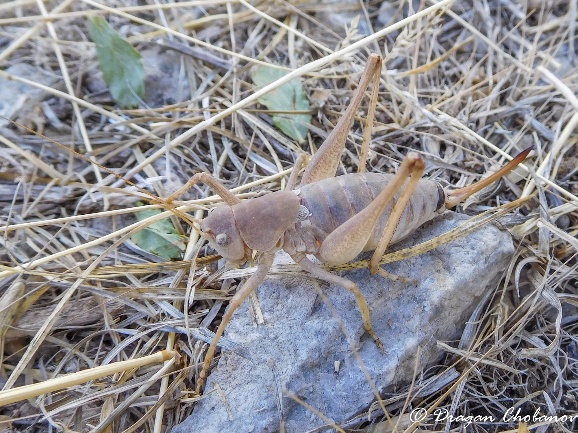 CollectionObject 1578875; cda41dd6-cfba-4814-8bdd-f57748426b05: male (KZ: Buratychkan). (CollectionObject).