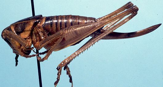 Atlanticus (Atlanticus) scudderi (Bruner, 1886): female, lateral view (paralectotype). (Otu).