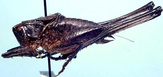 Atlanticus (Atlanticus) americanus hesperus Hebard, 1934: male (allotype). (Otu).