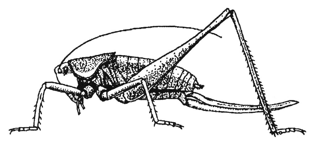 Atlanticus (Atlanticus) brunneri (Pylnov, 1914): Fig. 192 (reproduced with permission). female habitus (body length 27.5 - 32.5 mm). (Otu).
