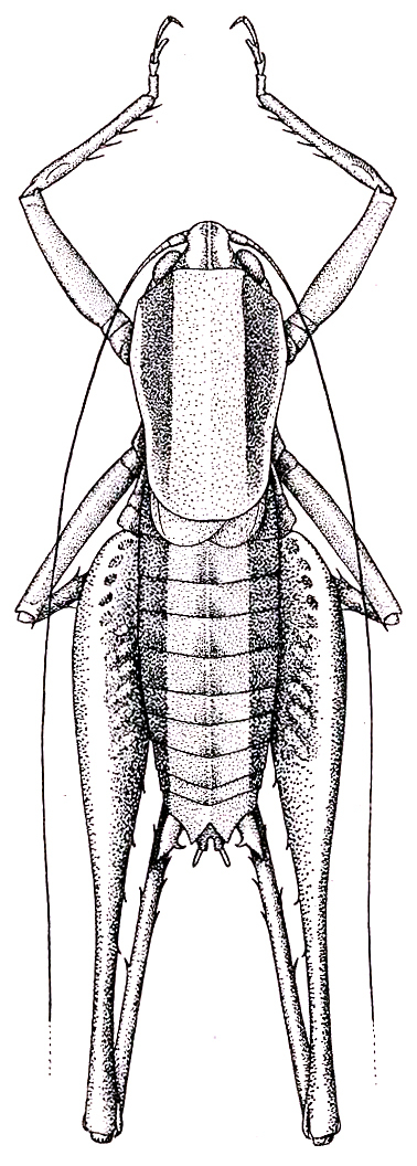 Atlanticus (Atlanticus) calcaratus Rehn & Hebard, 1916: Pl. VI, Fig. 1 (after type specimen). male, dorsal view (body length 22.5 mm). (Otu).