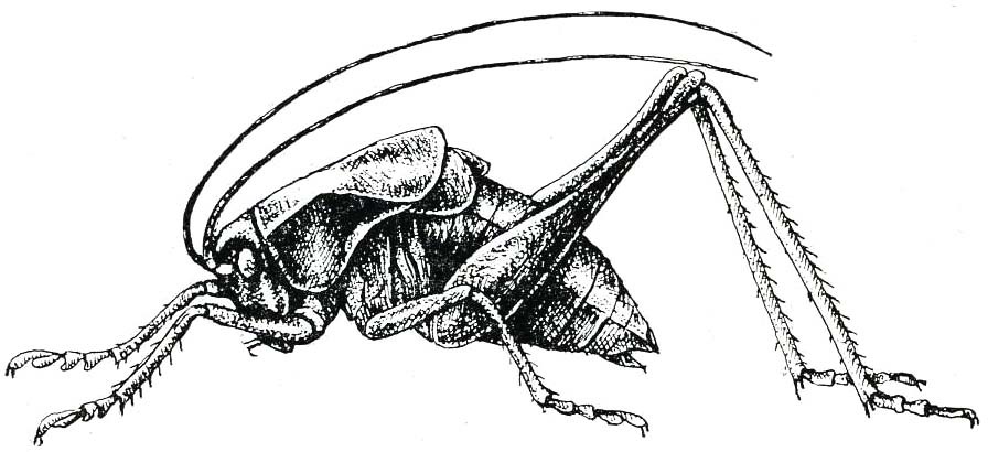 Atlanticus (Atlanticus) davisi Rehn & Hebard, 1916: Fig. 197 a (after Caudell). male. (Otu).