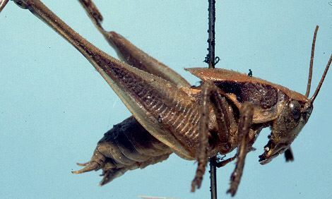 Atlanticus (Atlanticus) gibbosus Scudder, 1894: male, latyeral view (syntype). (Otu).