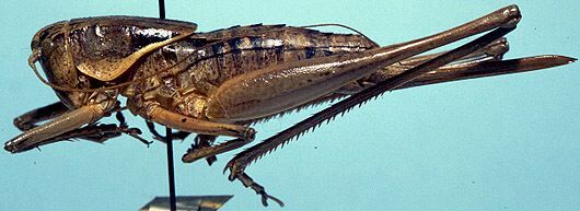 Atlanticus (Atlanticus) glaber Rehn & Hebard, 1912: female (allotype). (Otu).