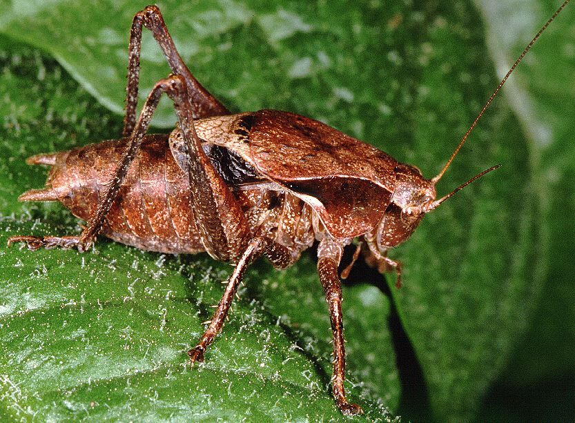 Atlanticus (Atlanticus) testaceus (Scudder, 1901): male (Hartford, CT). (Otu).