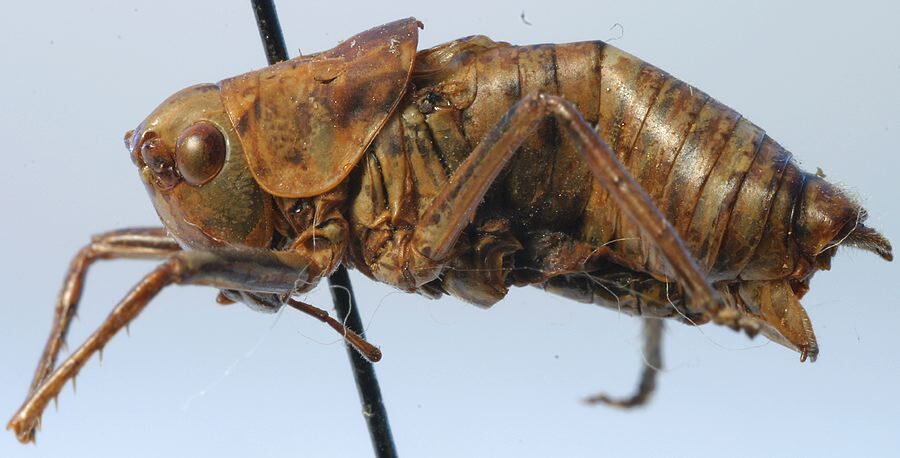 Eulithoxenus mongolicus (Uvarov, 1928): male, lateral view (paratype). (Otu).