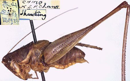 CollectionObject 1517247; d9b361f4-a7d5-40da-a0da-3df3fd2e5919: male, lateral view (holotype). (CollectionObject).