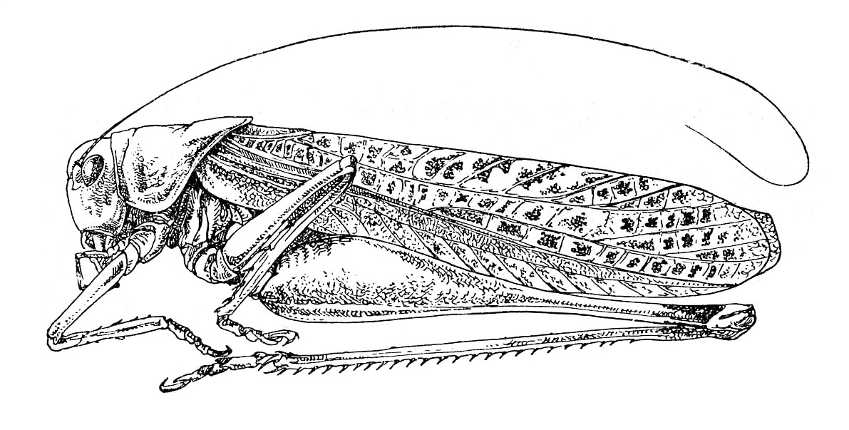 Afrodrymadusa fallaciosa (Finot, 1894): Fig. 201. male habitus. (Otu).