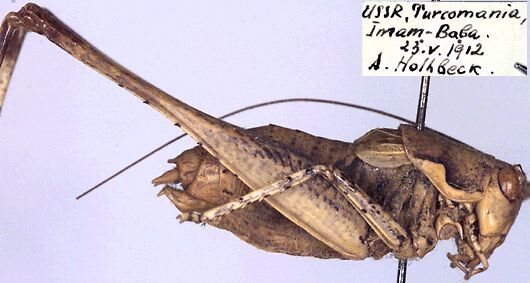 CollectionObject 1595981; d39d929d-6714-4245-aac7-ed97fae8a7a7: male, lateral view (paratype). (CollectionObject).