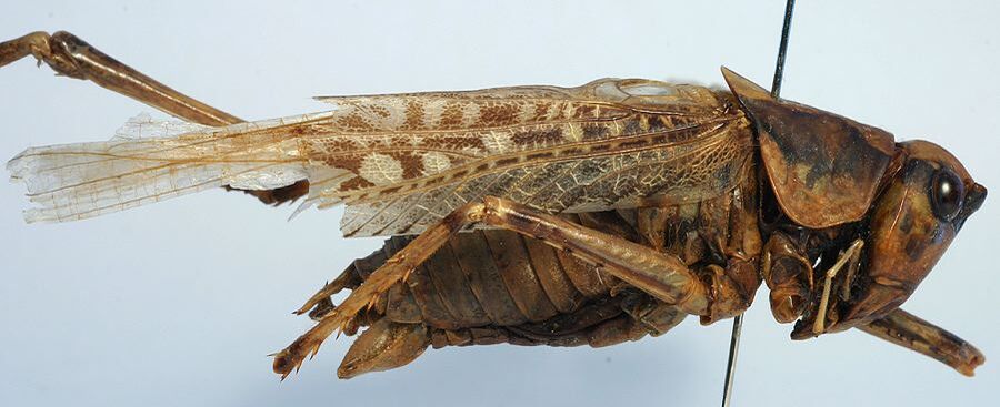 CollectionObject 1517261; dd9501f5-0070-4ee2-8f8c-f0bdda5e1a52: male, lateral view (holotype). (CollectionObject).