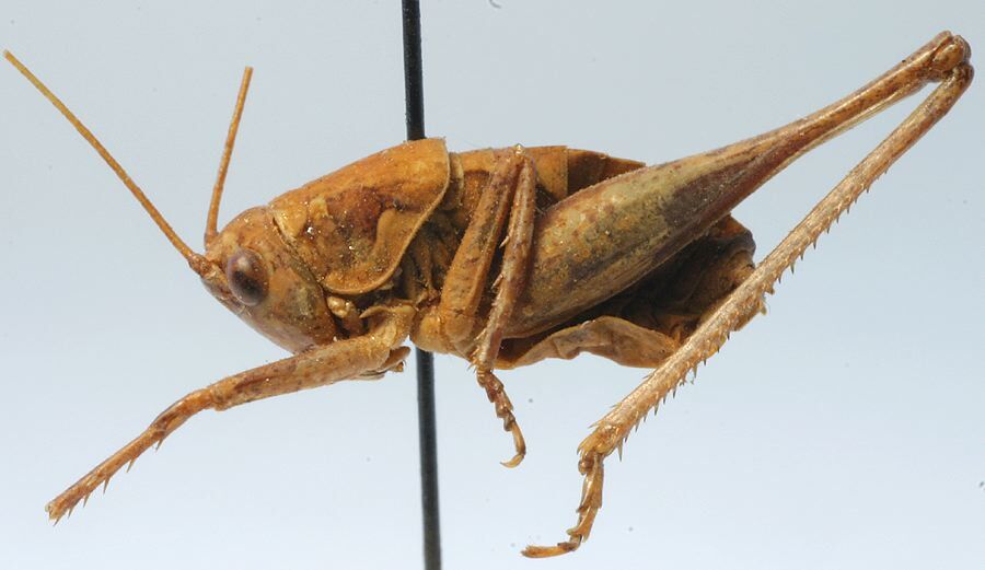 Bergiola persica Uvarov, 1928: male habitus, lateral view (paratype). (Otu).