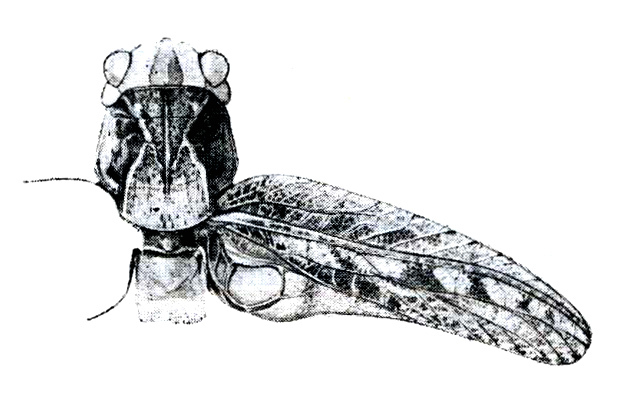 Ceraeocercus fuscipennis fuscipennis Uvarov, 1910: Fig. 4. male head, pronotum (length 9 mm), dorsal view, and right tegmen (25 mm). (Otu).