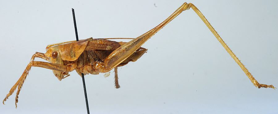 CollectionObject 1502831; cb7d0530-4ab1-4ed4-a0cc-fcca1baa65dc: male, lateral view (paratype). (CollectionObject).