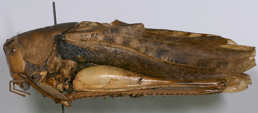 CollectionObject 1517332; 6aed9752-f551-4b78-a997-674fac48d1ef: male, lateral view (holotype). (CollectionObject).