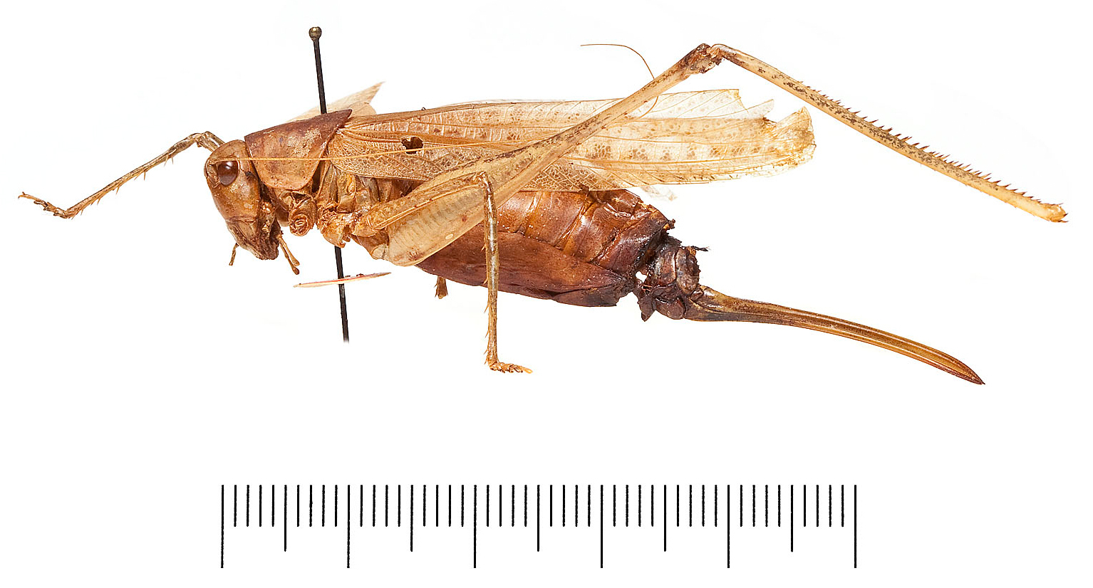 CollectionObject 1528220; acd92911-1aa5-409c-9deb-2f672b91b787: Holotype female, left lateral view. (CollectionObject).