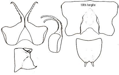 Leptodusa demirsoyi (Karabag, 1975): male subgenital plate, cerci, titillator, 10th tergite. (Otu).