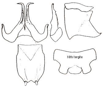 Leptodusa harzi (Karabag, 1975): male cercus, titillators, subgenital plate, 10th tergite (from Karabag 1975). (Otu).