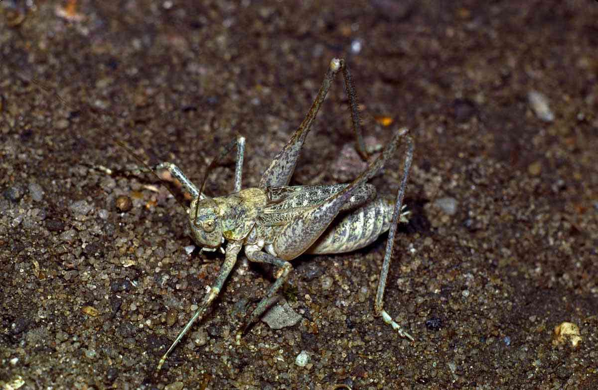 CollectionObject 1536605; CH6051, 2d452242-f4c9-48c2-8ad0-90c11bab6fbe: male. (CollectionObject).