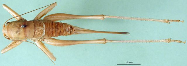 CollectionObject 1502109; 73a41fdd-1801-44aa-8b43-aedb7d41a00d: female, dorsal view (paratype). (CollectionObject).