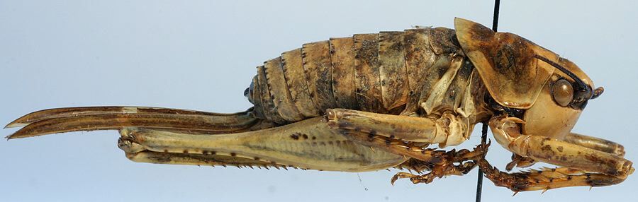 CollectionObject 1596957; 59e72474-a78e-459a-9776-e30d32d49a7c: female, lateral view (paratype). (CollectionObject).