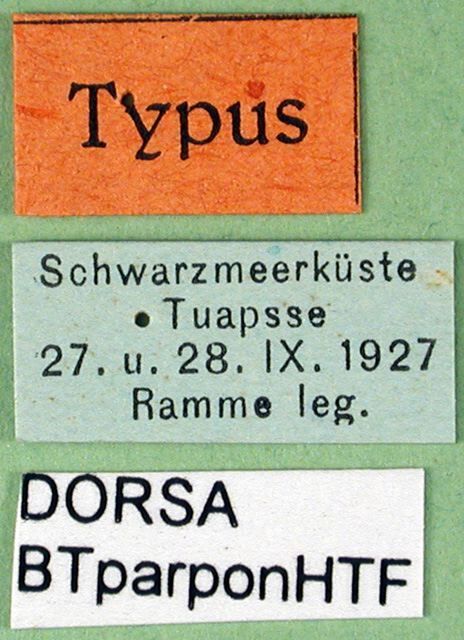 CollectionObject 1500595; 0892b3b6-2204-4d99-8d77-ba3e32c04f65, DORSA BTparponHTF: female labels (holotype). (CollectionObject).