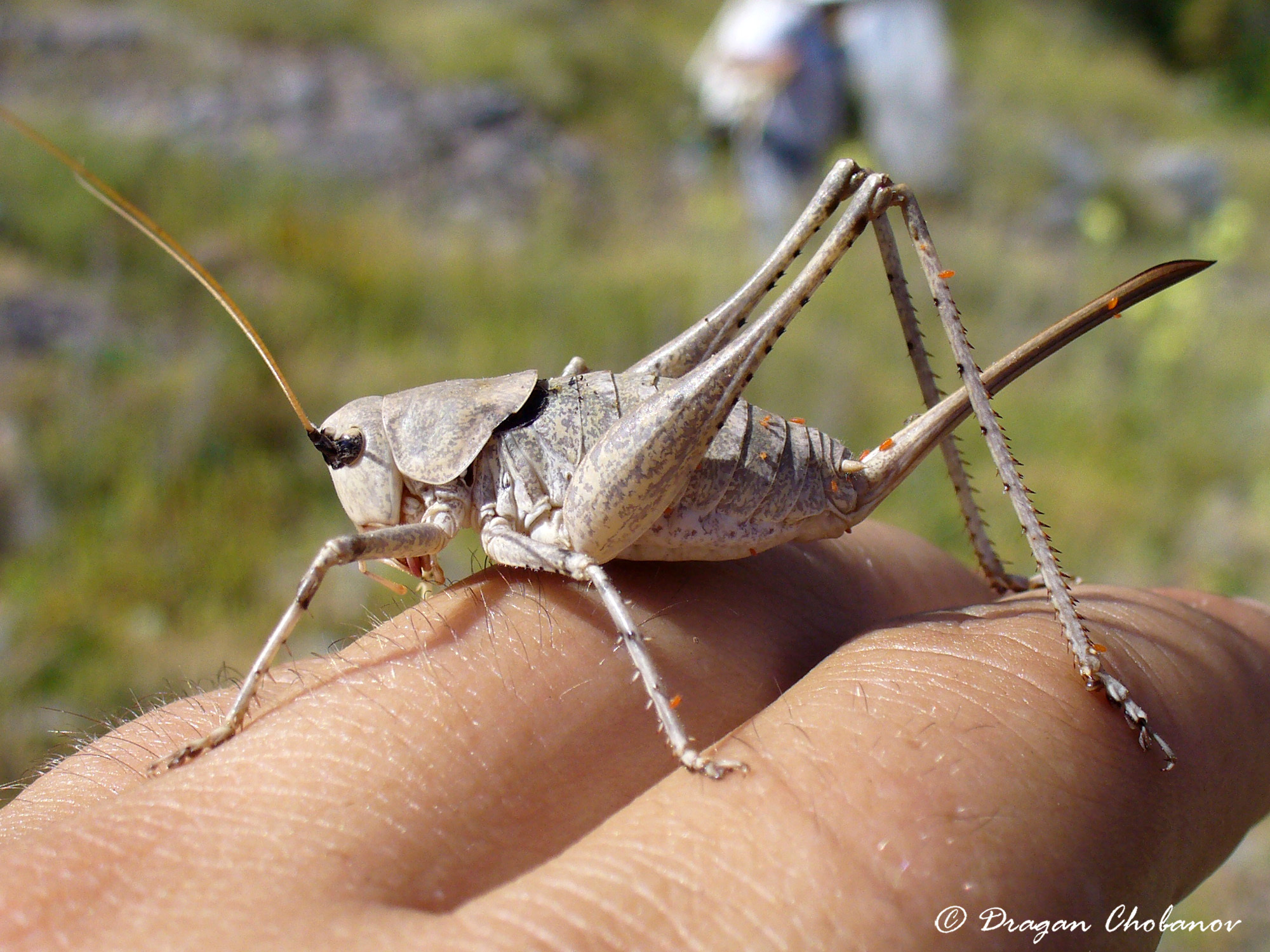 CollectionObject 1591173; b2c1be40-e973-4eda-8f35-e50102f931b5: female (Crimea, Ayanskiy reservoir). (CollectionObject).