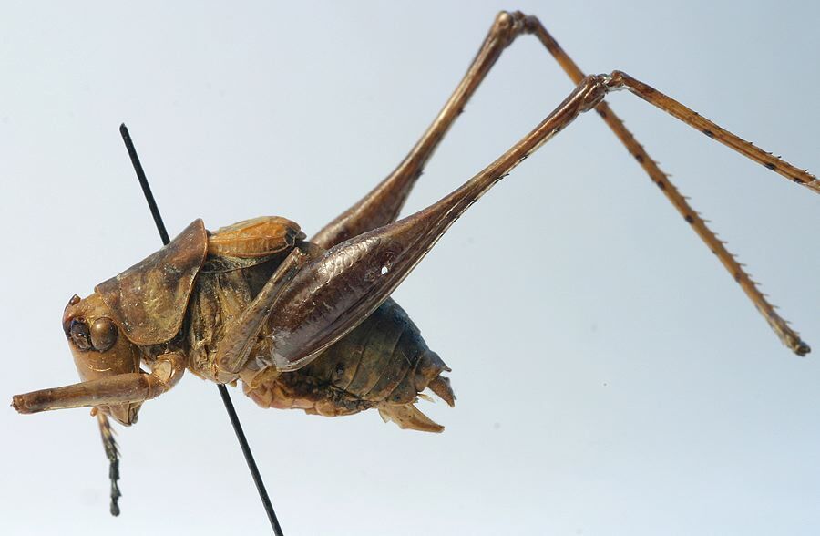 CollectionObject 1517381; 05374368-76a0-41b2-a807-651424acac14: male, lateral view (holotype). (CollectionObject).
