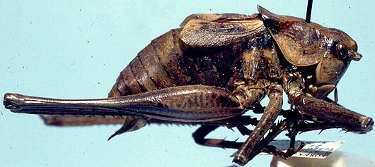 CollectionObject 1522590; 582b1703-56b2-4e9b-95d7-bb3bf5d1f5e6: male, lateral view (holotype). (CollectionObject).