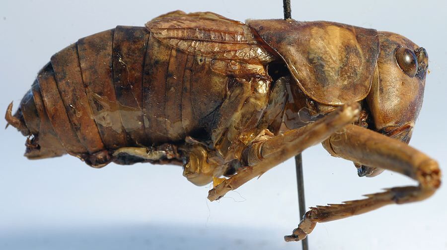 CollectionObject 1517387; ef319075-f2d9-4f3d-8445-73282d719f29: male, lateral view (holotype). (CollectionObject).
