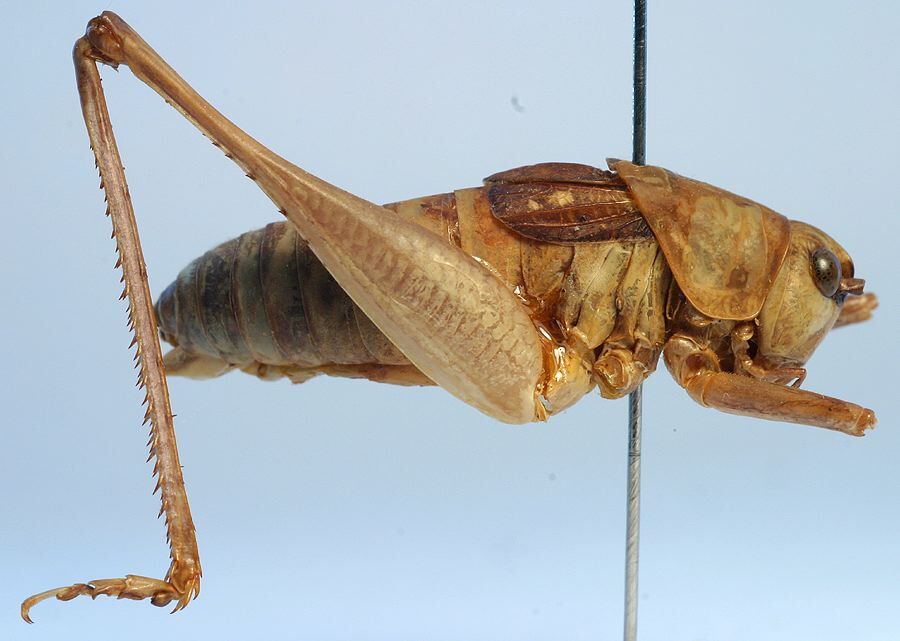 CollectionObject 1517388; cfcafd90-dc7f-4bc0-813e-286108e14fe1: male, lateral view (holotype). (CollectionObject).