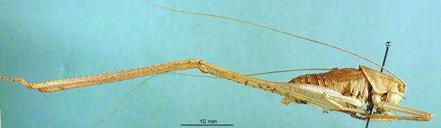 CollectionObject 1500600; 3adf78f3-0f67-44dd-ae31-9a0cdf0a694c: male, lateral view (syntype). (CollectionObject).