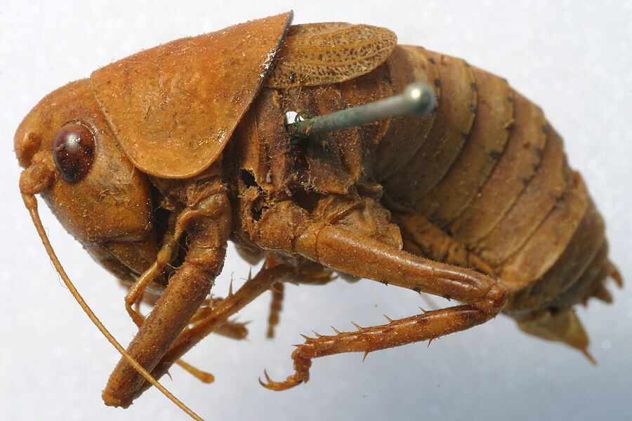 CollectionObject 1517174; e4f8e61f-346a-4dc5-b76a-d738fef5c689: male, lateral view (syntype). (CollectionObject).